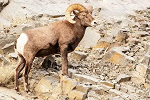 Big Horn Prints: Colorado. Big horn sheep
