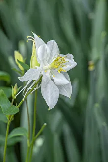 Colorado blue columbine