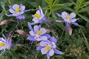 Gunnison Prints: Colorado Columbine, aquilegia caerulea from Gothic Road near Crested Butte, Co