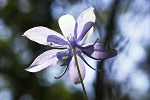 Images Dated 30th June 2007: Colorado Columbine wild flower