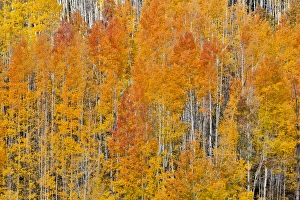 Colorado Rocky Mountains near Keebler Pass Autumn Colors on Aspen Groves