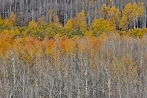 Images Dated 6th October 2016: Colorado Rocky Mountains near Keebler Pass Autumn Colors on Aspen Groves