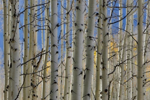 Images Dated 6th October 2016: Colorado Rocky Mountains near Keebler Pass Autumn Colors on Aspen Groves
