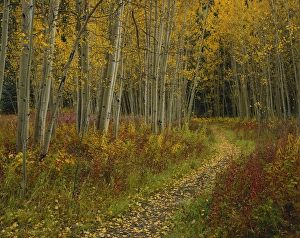 Images Dated 19th March 2010: Colorado, San Isabel National Forest, Footpath through autumn Aspen trees