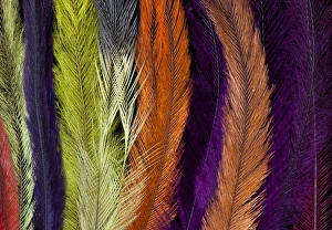 Images Dated 11th September 2011: Colored Rhea Feathers