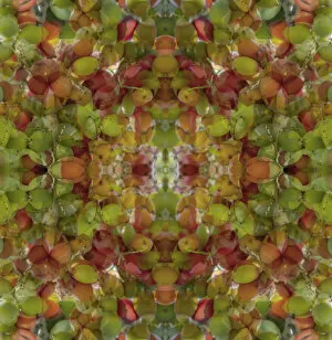 Abstract Collection: Colorful abstract of fruit