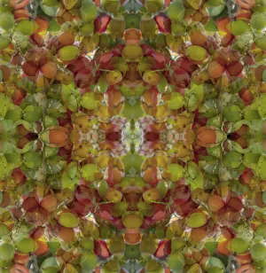 Abstract Collection: Colorful abstract of fruit