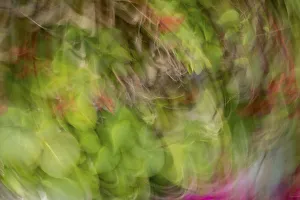 Blur Prints: Colorful abstract of leaves