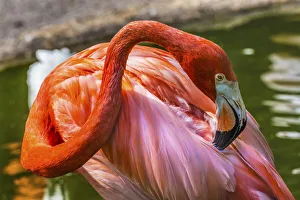 Wading Prints: Colorful American Caribbean Flamingo, Florida