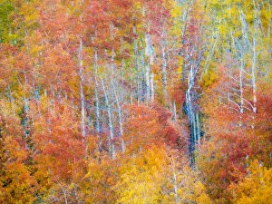 Landscape Prints: Colorful aspens in Logan Canyon during Autumn