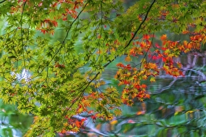 Kyoto Prints: Colorful Autumn foliage, Heian-jingu Shrine