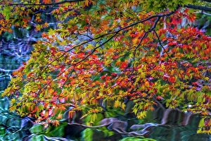 Kyoto Prints: Colorful Autumn foliage, Heian-jingu Shrine