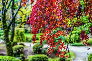 Kyoto Prints: Colorful Autumn leaves, East Garden