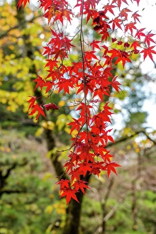 Kyoto Prints: Colorful Autumn leaves, East Garden