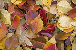 Images Dated 26th October 2009: Colorful autumn leaves in Idaho