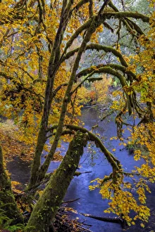 Clatsop County Prints: Colorful autumn maples along Humbug Creek in Clatsop County, Oregon, USA