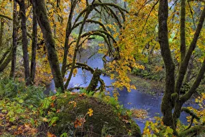 Images Dated 27th October 2021: Colorful autumn maples along Humbug Creek in Clatsop County, Oregon, USA