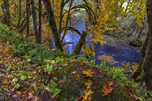 Images Dated 27th October 2021: Colorful autumn maples along Humbug Creek in Clatsop County, Oregon, USA