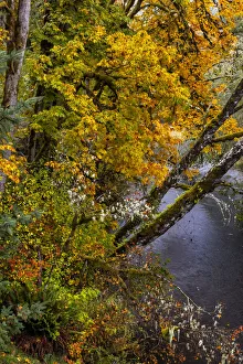 Clatsop County Prints: Colorful autumn maples along Humbug Creek in Clatsop County, Oregon, USA