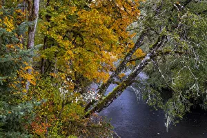 Colorful autumn maples along Humbug Creek in Clatsop County, Oregon, USA
