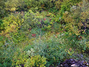 Vatnajokull Prints: Colorful autumnal vegetation in Asbyrgi canyon in Vatnajokull National Park, Iceland