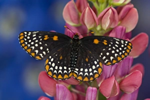 Images Dated 24th June 2013: Colorful Baltimore Checkered Spot Butterfly, Euphydryas phaeton