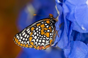 Spots Prints: Colorful Baltimore Checkered Spot Butterfly, Euphydryas phaeton