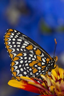Images Dated 22nd June 2013: Colorful Baltimore Checkered Spot Butterfly, Euphydryas phaeton