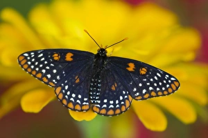 Images Dated 22nd June 2013: Colorful Baltimore Checkered Spot Butterfly, Euphydryas phaeton