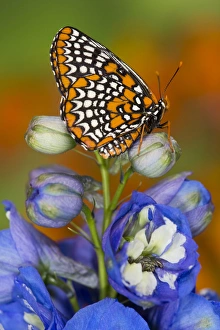 Images Dated 22nd June 2013: Colorful Baltimore Checkered Spot Butterfly, Euphydryas phaeton