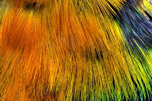 Breast Feathers Prints: Colorful breast feather pattern