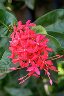 Mallow Prints: Colorful bright red West Indian jasmine, Honolulu, Hawaii. Tropical plant from Asia
