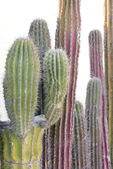 Images Dated 6th August 2021: Colorful cactus. Cabo San Lucas, Mexico