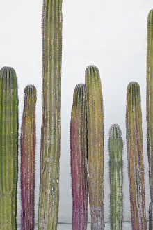 Images Dated 6th August 2021: Colorful cactus. Cabo San Lucas, Mexico