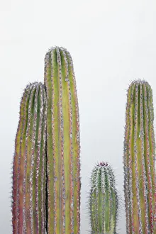 Images Dated 6th August 2021: Colorful cactus. Cabo San Lucas, Mexico