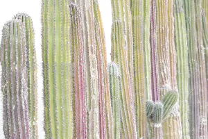 Images Dated 6th August 2021: Colorful cactus. Cabo San Lucas, Mexico