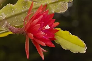 Detail of a colorful Cactus Flower, Andes, Ecuador, South America