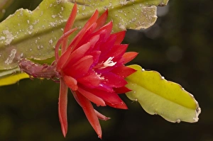 Images Dated 15th February 2007: Detail of a colorful Cactus Flower, Andes, Ecuador, South America