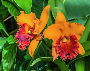 Horticulture Prints: Colorful cattleya terrestrial orchid flower, Honolulu, Hawaii