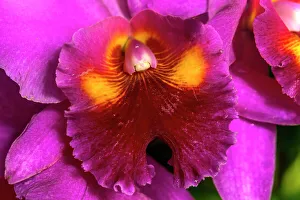 Horticulture Prints: Colorful cattleya terrestrial orchid flower, Honolulu, Hawaii