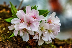 Prints of Colorful cherry blossoms, Kenwood, Bethesda, Maryland Images Dated 2024 September: Colorful cherry blossoms, Kenwood, Bethesda, Maryland