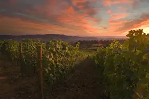 Willamette Valley Prints: Colorful clouds of sunset over Adelsheim Vineyards and the Willamette Valley near Newberg