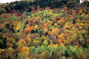 Images Dated 7th June 2007: Colorful fall foliage in Vermont