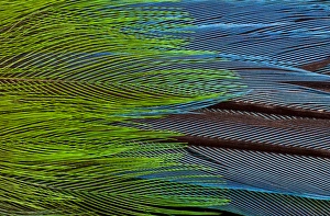 Colorful feathers of the Long-tailed broadbill