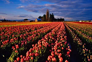 Colorful Field of Commercial Tulip Flowers during Skagit Valley Tulip Festival in
