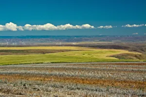Landscape Prints: Colorful fields and wind turbines, Gilliam County, Oregon, USA