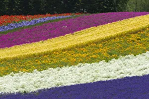 Lavender Prints: Colorful flowers in the lavender farm, Furano, Hokkaido Prefecture, Japan