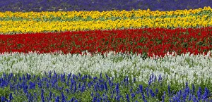 Images Dated 4th February 2015: Colorful flowers in the lavender farm, Furano, Hokkaido, Japan