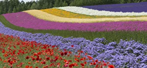 Images Dated 4th February 2015: Colorful flowers in the lavender farm, Furano, Hokkaido Prefecture, Japan