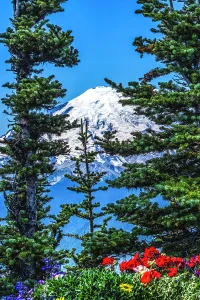 Prints of Colorful flowers, Mount Rainier, Crystal Mountain lookout, Pierce County, Washington State, Usa Images Dated 2024 April: Colorful flowers, Mount Rainier